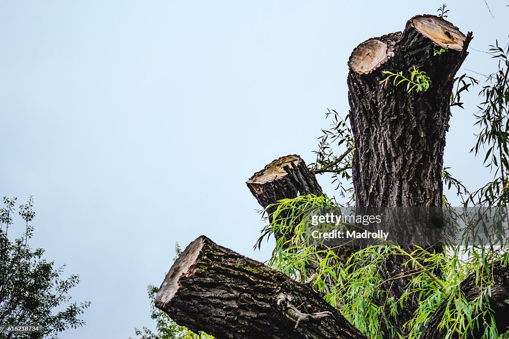 Chopped tree