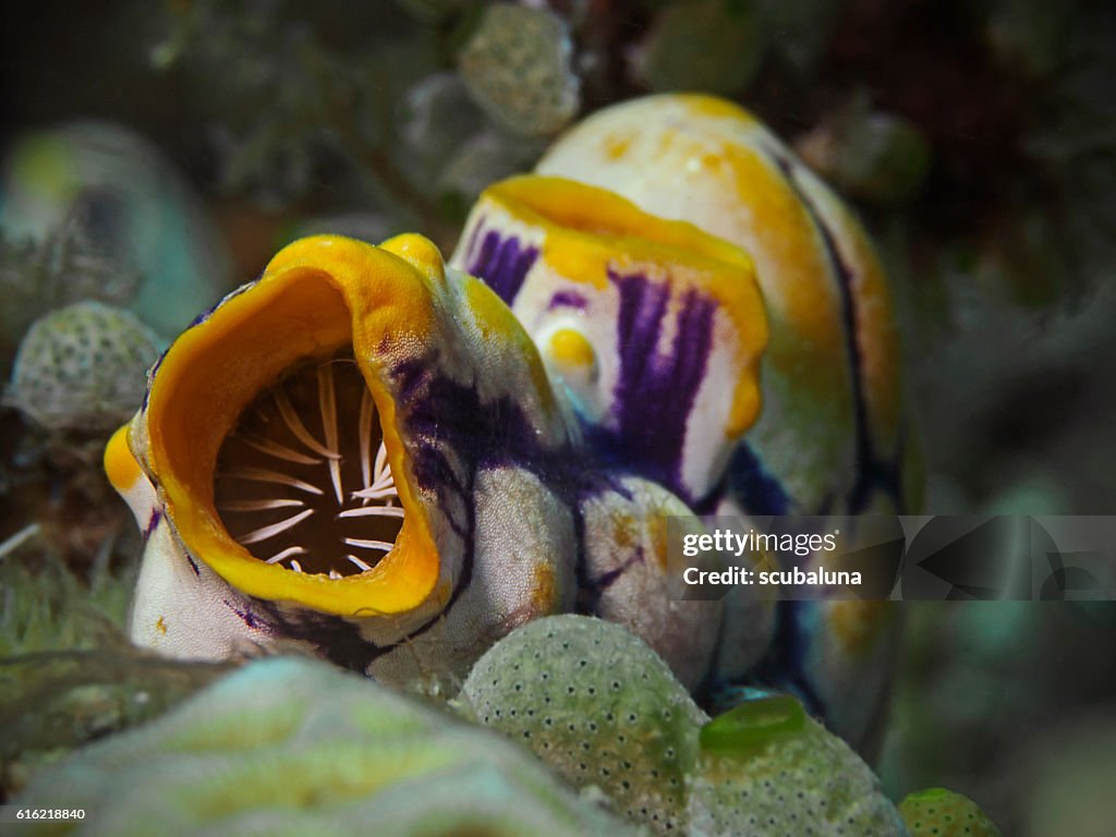 Golden Sea Squirt, Gold-Seescheide (Polycarpa aurata)