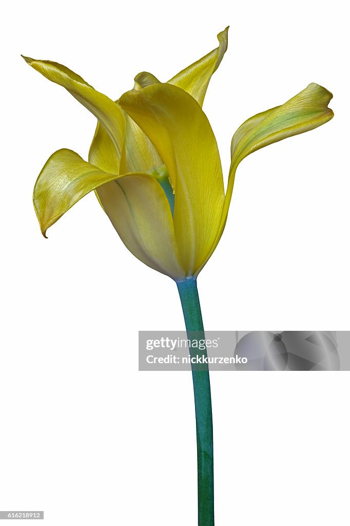 Tulpe Blume 