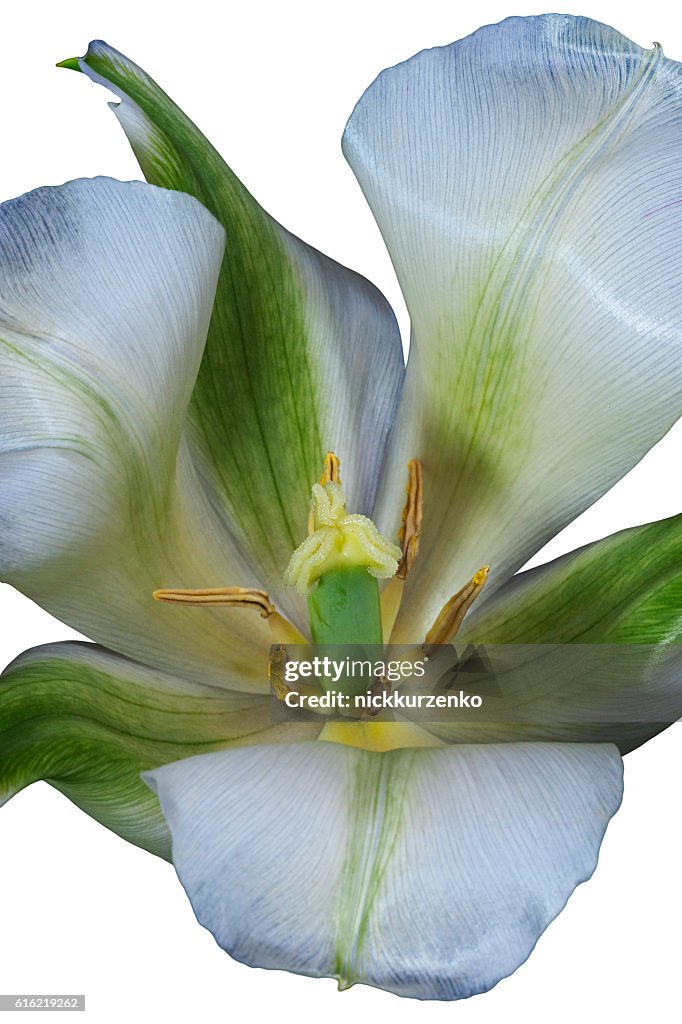 Tulip flower