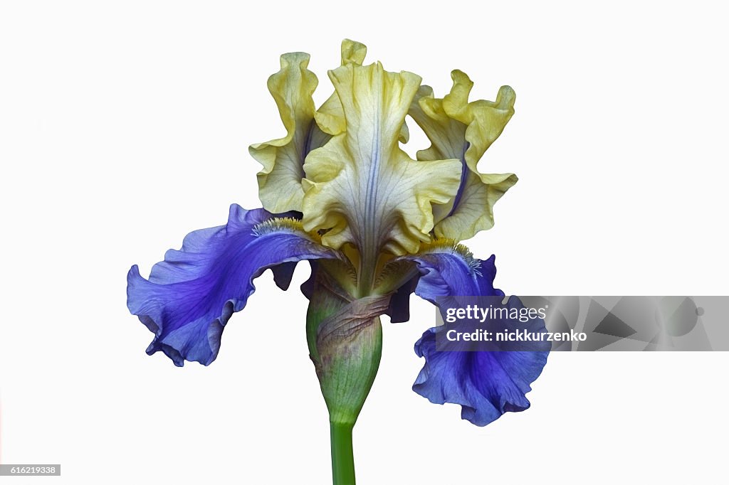 Iris (Iris germanicai), forma ibrida