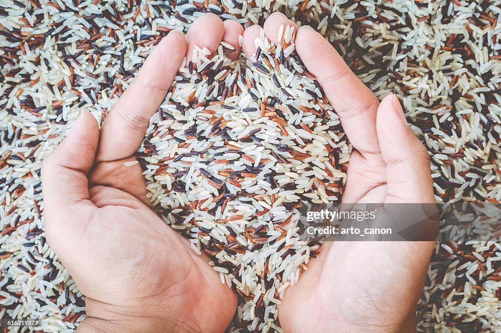 Natural Organic Rice with hand