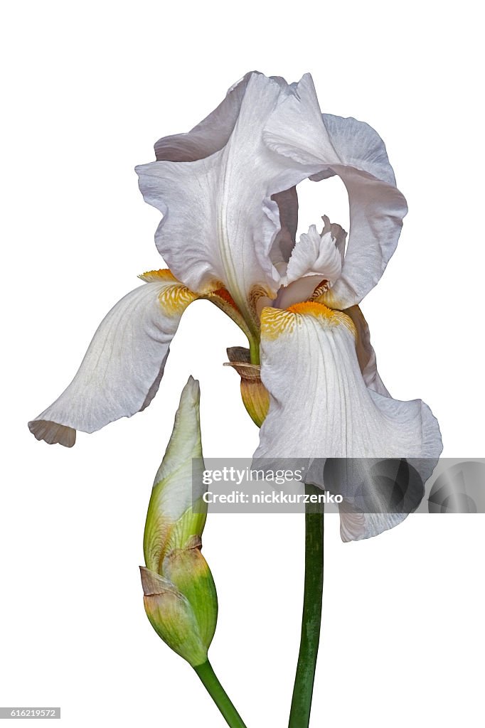 German iris flower