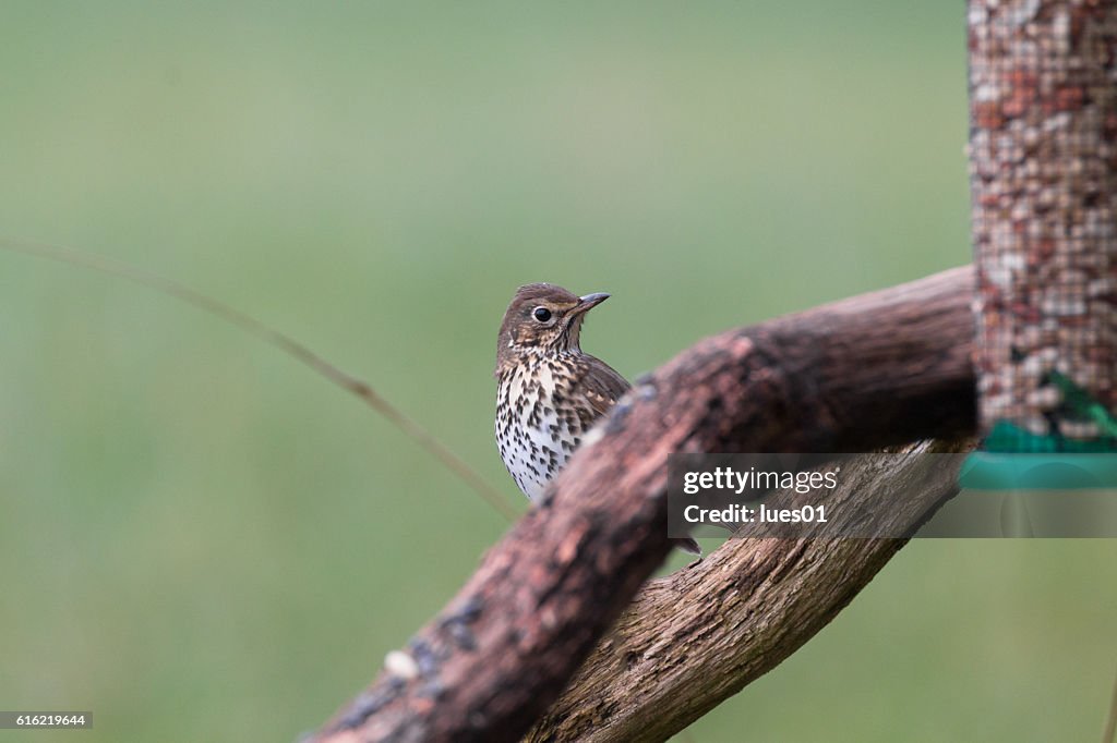 Song thrush