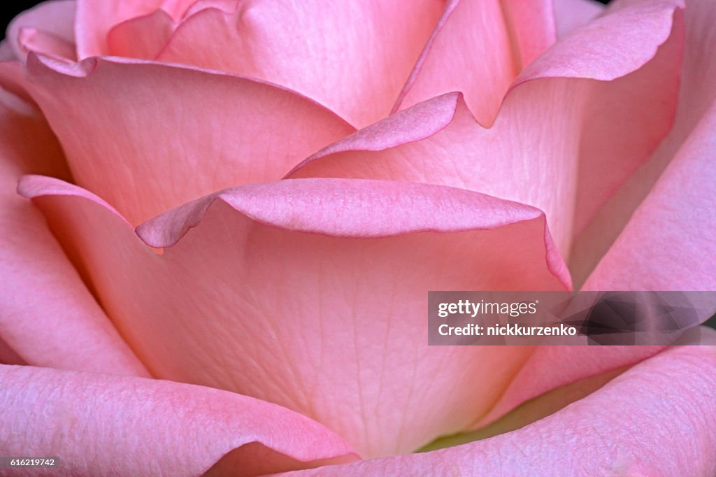 Hybrid rose flower