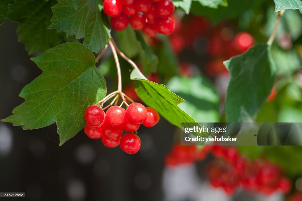 Bunch of guelder-rose berries outdoors