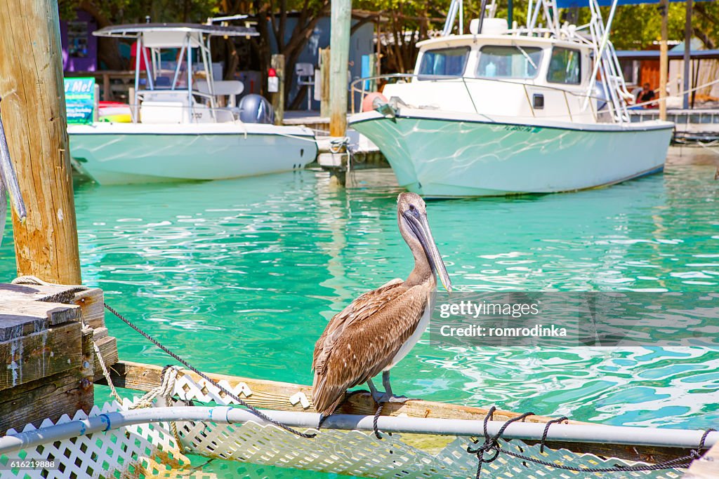 Groß braune Pelikane in der " Islamorada, Florida Keys