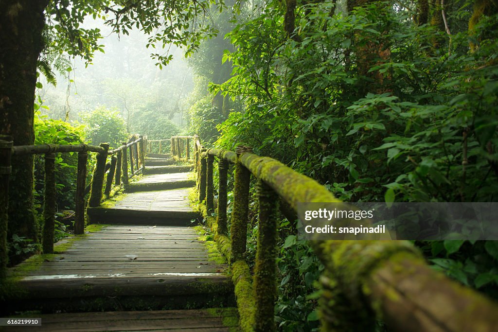 Inthanon mountain footpath