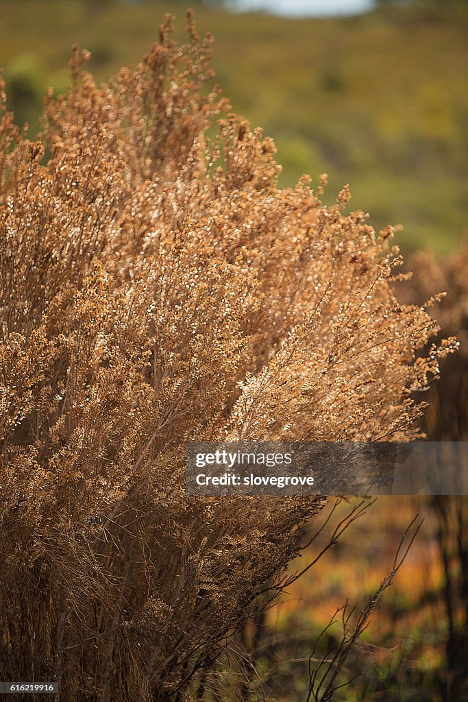 Vegetation damaged by bushfire