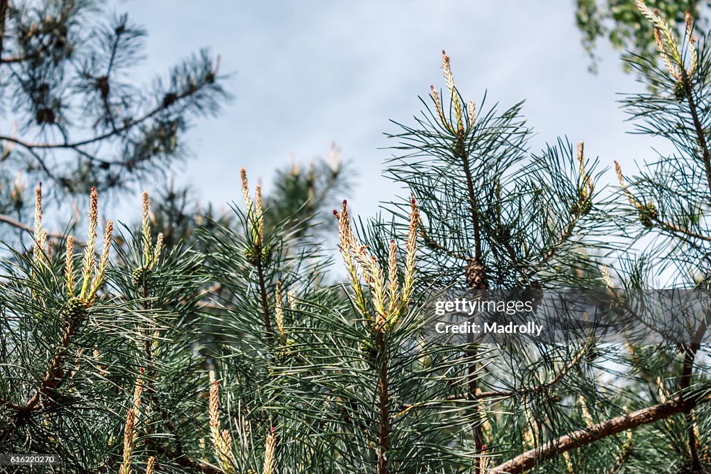 Young pinecones and needles
