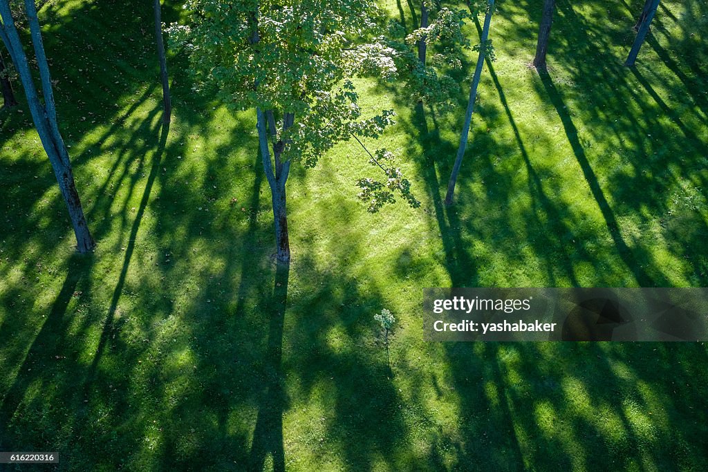 Shadows of tree branches  lie over the green lawn