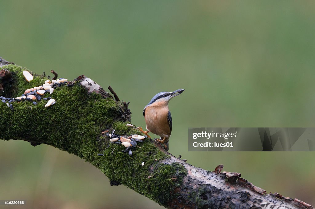 Eurasian nuthatch