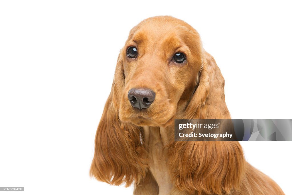 Schöne junge Cocker Spaniel