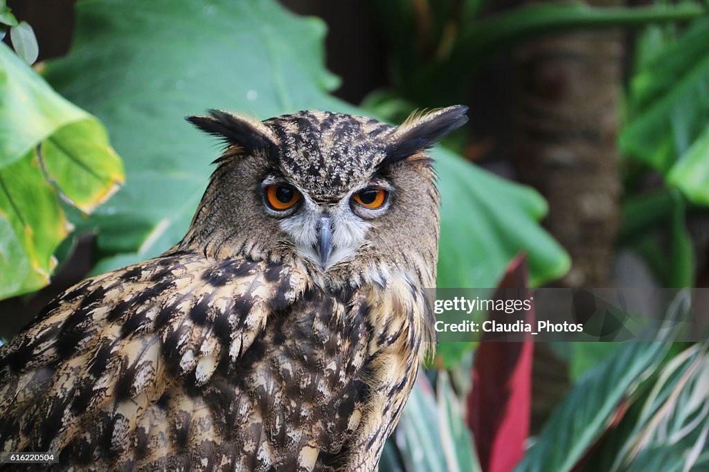 Europäische Eagle Owl 