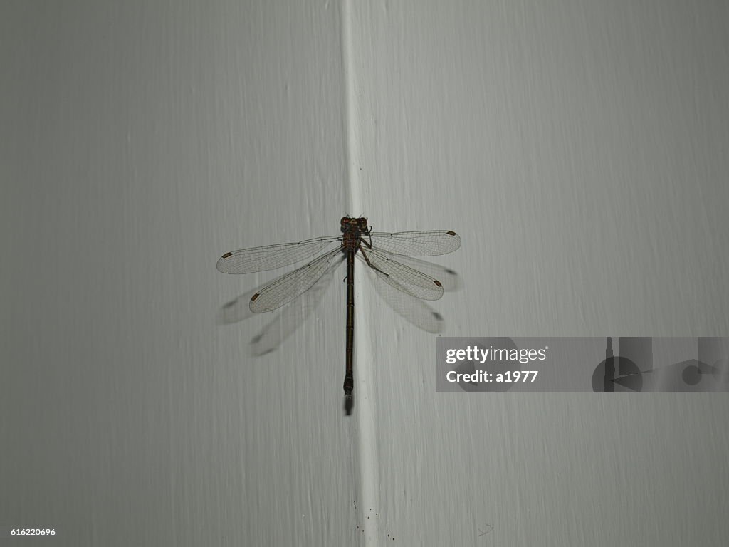 Libellula oder Libelle