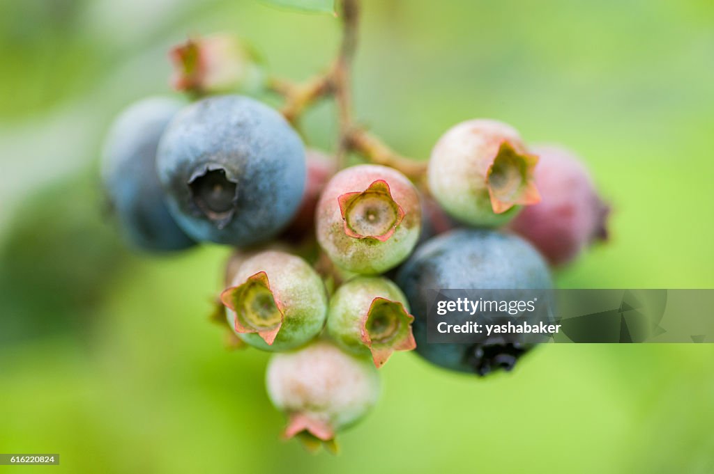 Fresh green and blue blueberries in nature