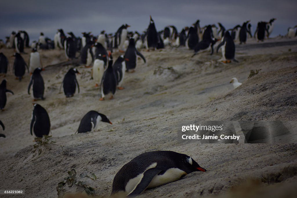 Gentoo Penguins at volunteer point