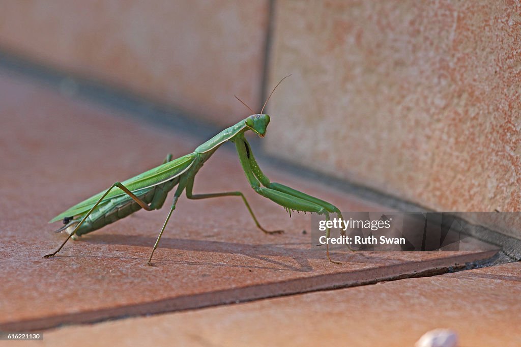 Beten mantis mantid religiosa auf Terrasse Schritt aus nächster Nähe