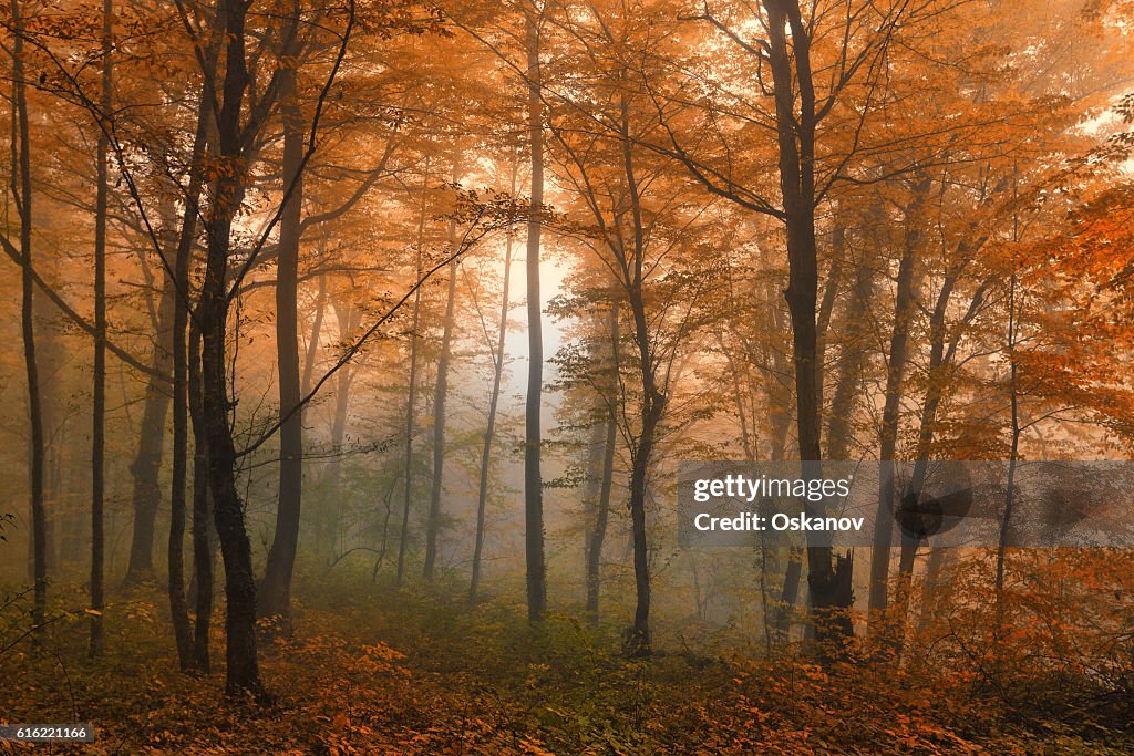 Beautiful autumn forest