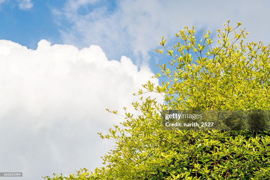 Schöne Bäume auf Himmel Hintergrund