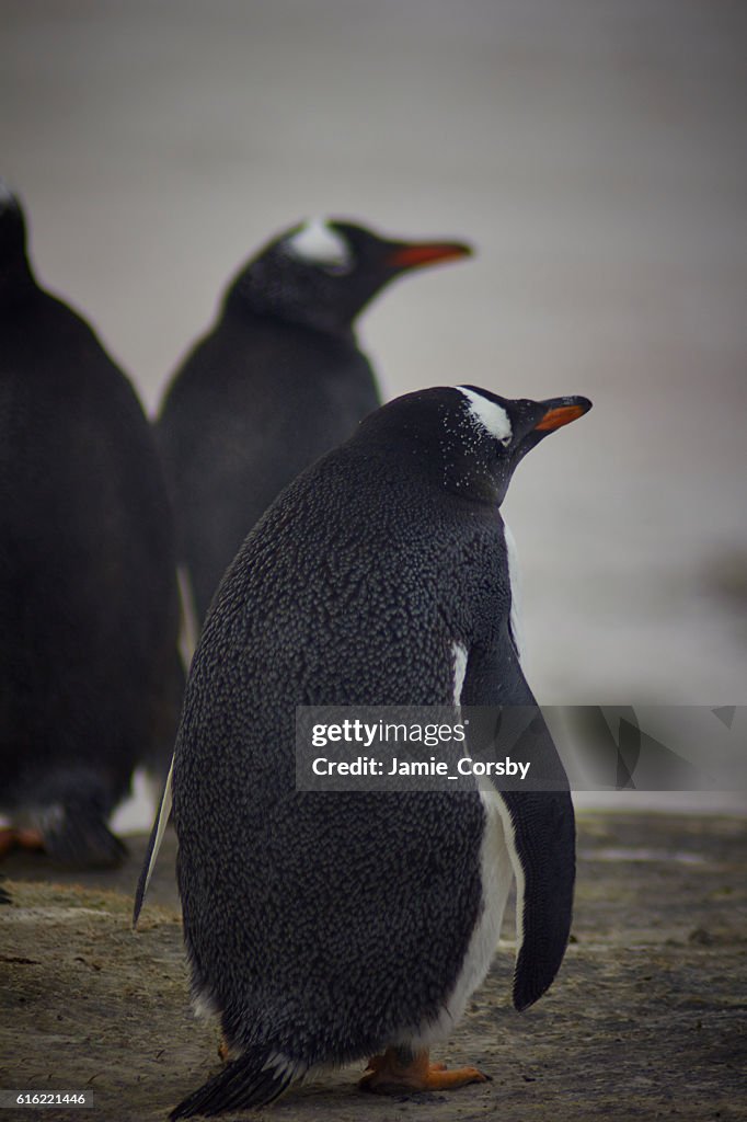 Gentoo Pinguine am Freiwilligenpunkt