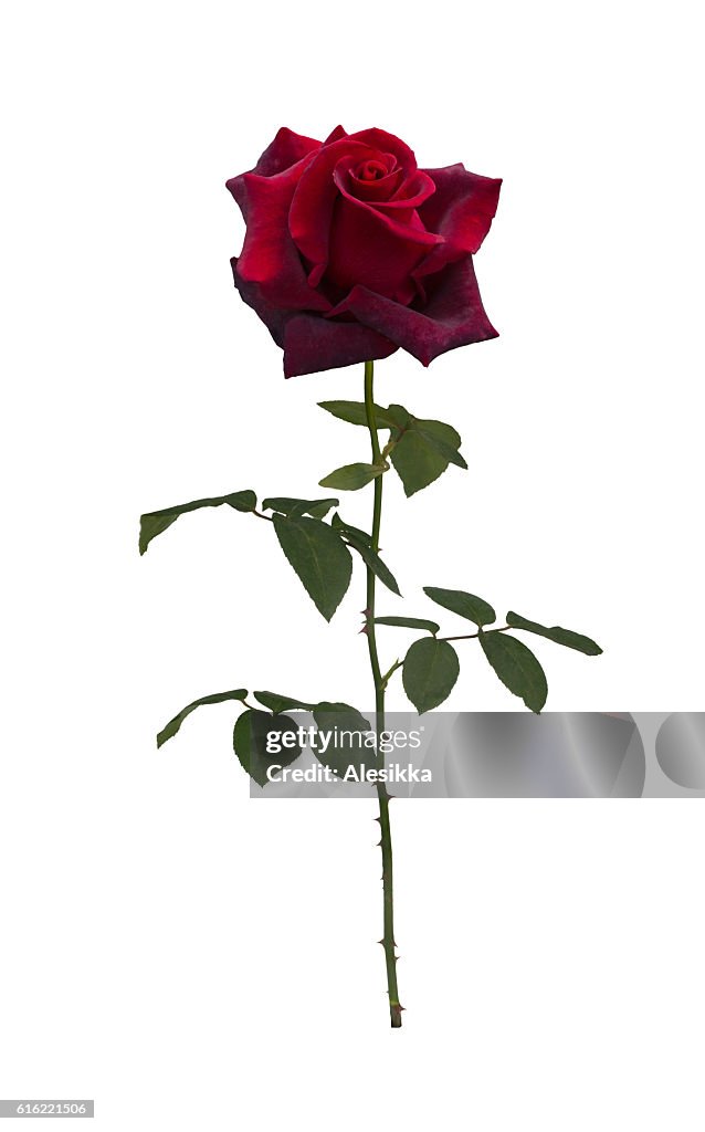 Dark red rose