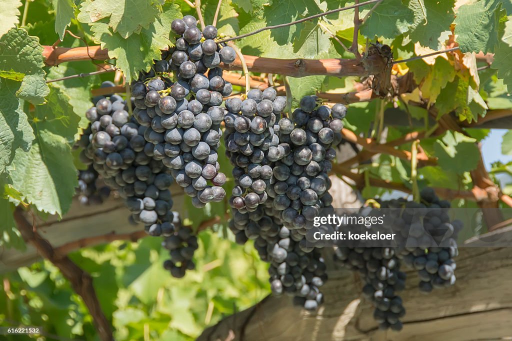 Ripe blue grapes in vineyard