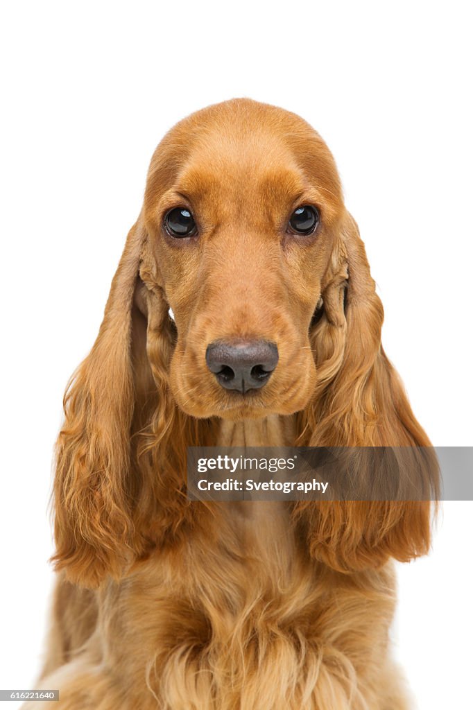 Beautiful young cocker spaniel