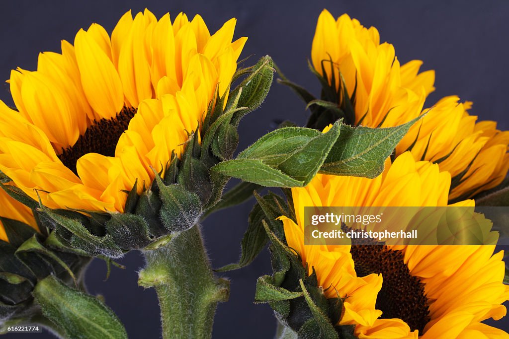 Yellow sunflower on against a rustic background