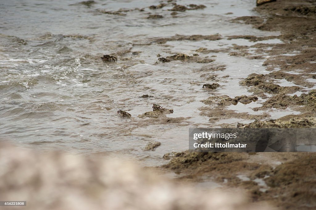 Crabs on a dirty rock beach,selective focus,filtered image