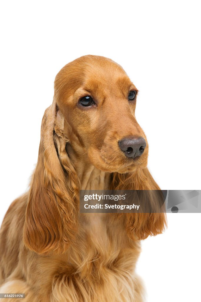 Beautiful young cocker spaniel