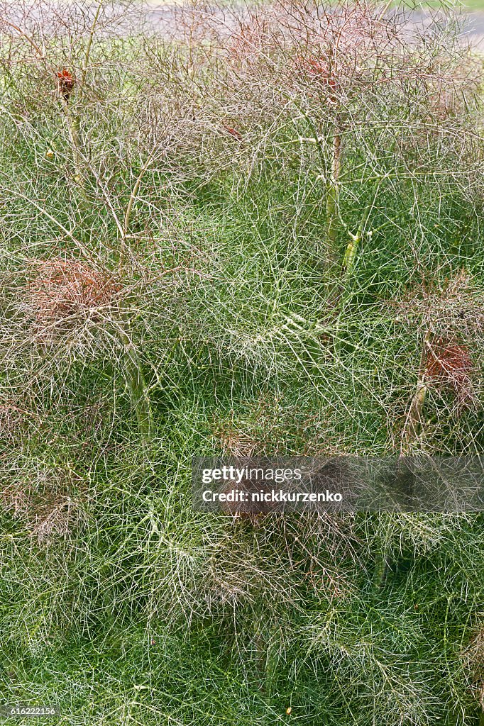 Smokey fennel