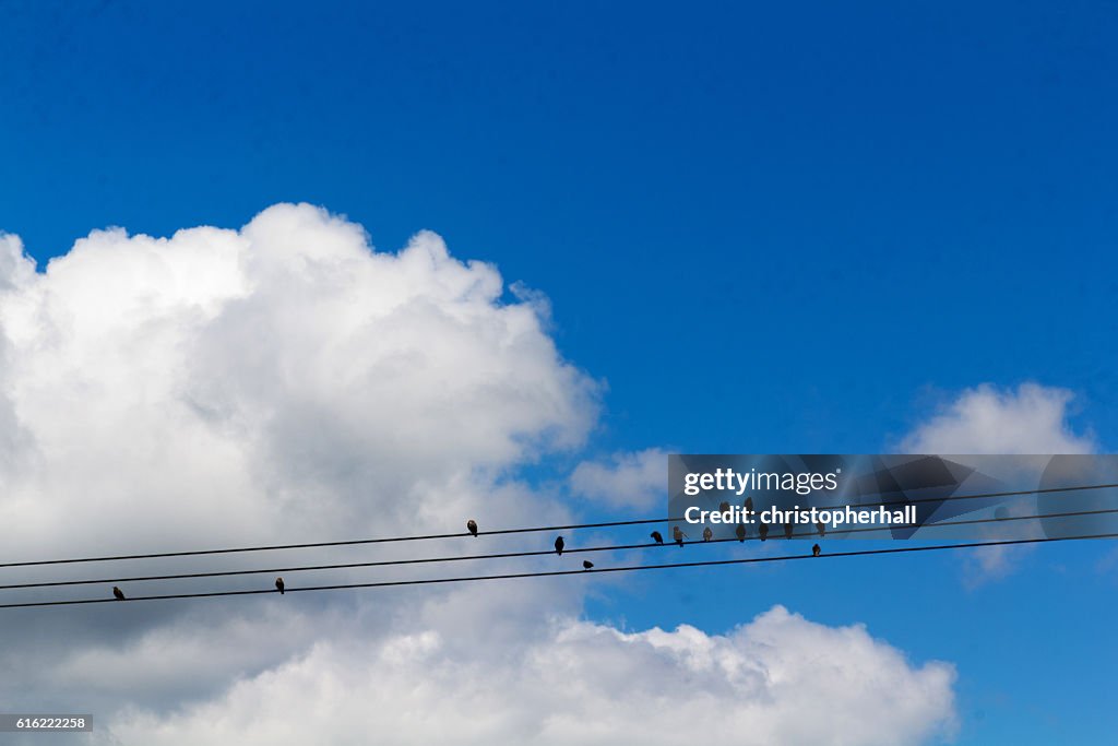 Birds sitting on wires against a blue sky