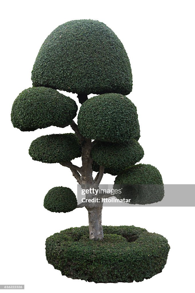 Isolate dwarf tree on white background