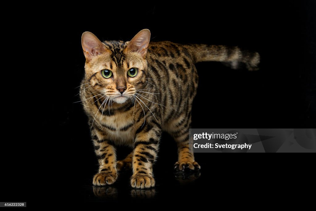 Beautiful bengal cat