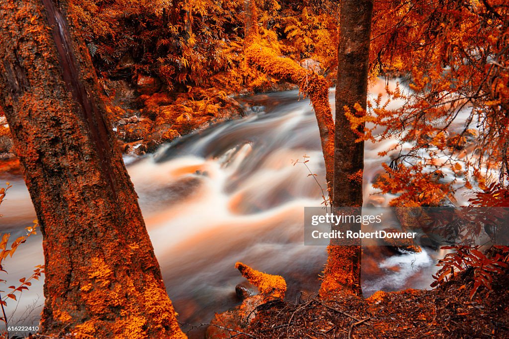 Newell Creek in Tasmanien