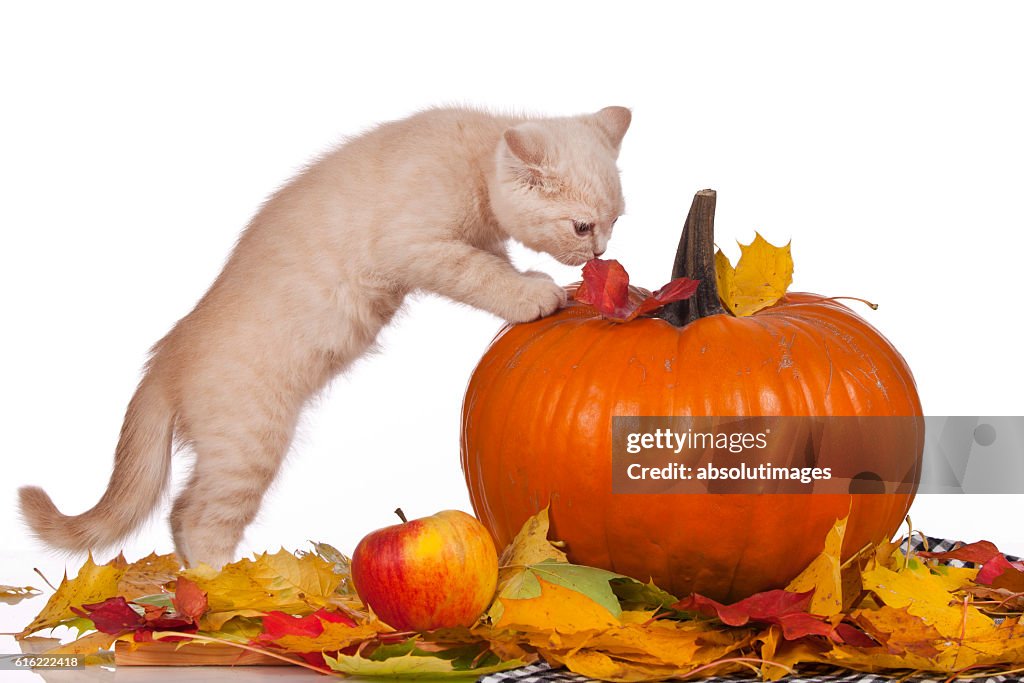 Cute kitten with pumpkin in autumn