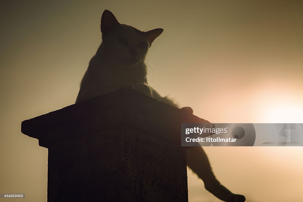 Silhouette thai cat sitting on pillar with sunset light