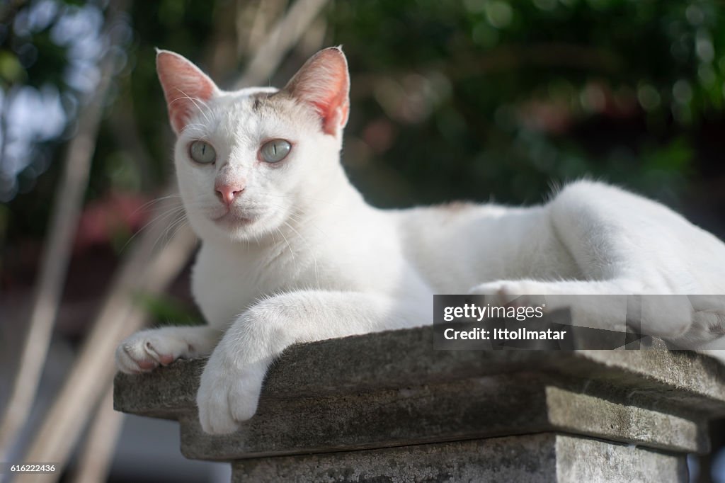 Portrait of a thai cat has sitting on pillar