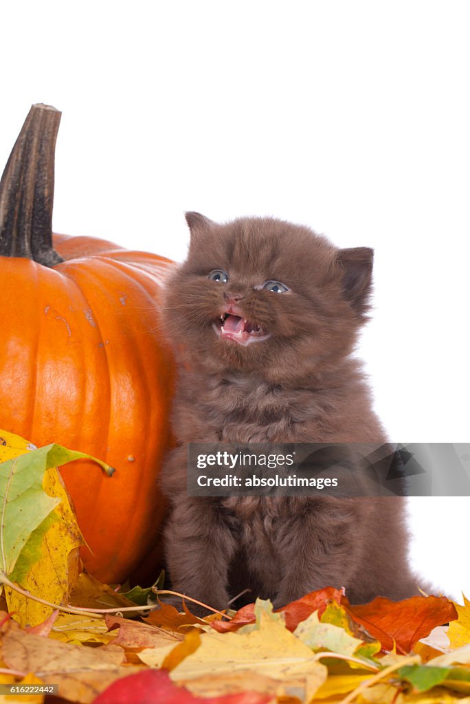 Cute kitten with pumpkin in autumn