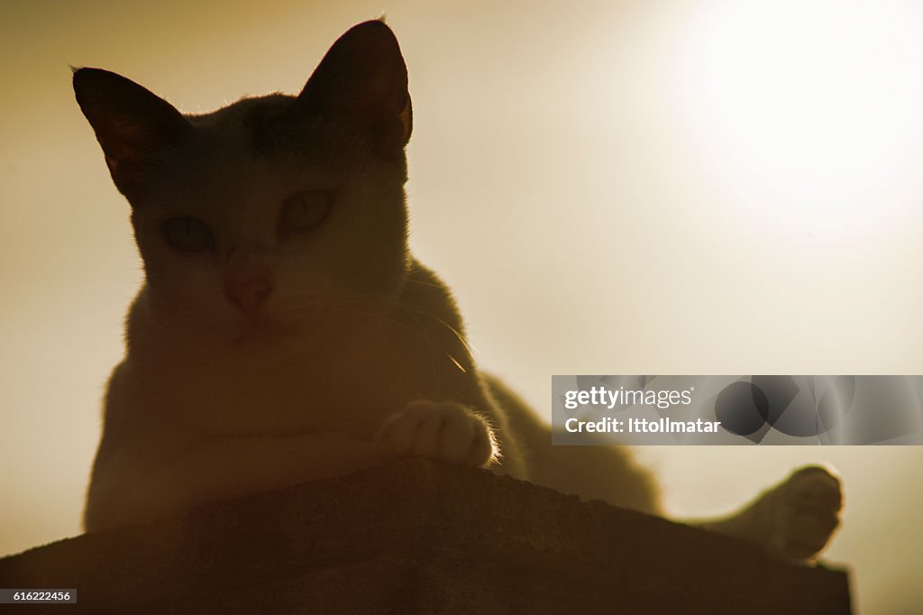 Silhouette Thai Katze sitzt auf Säule mit Sonnenuntergang Licht