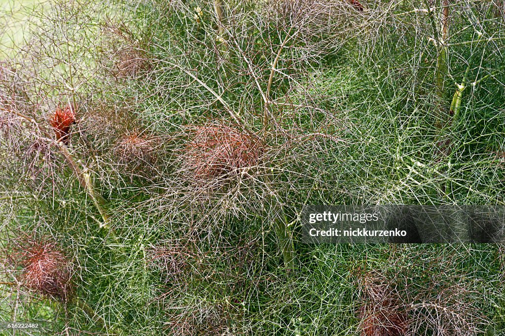 Raucher Fenchel