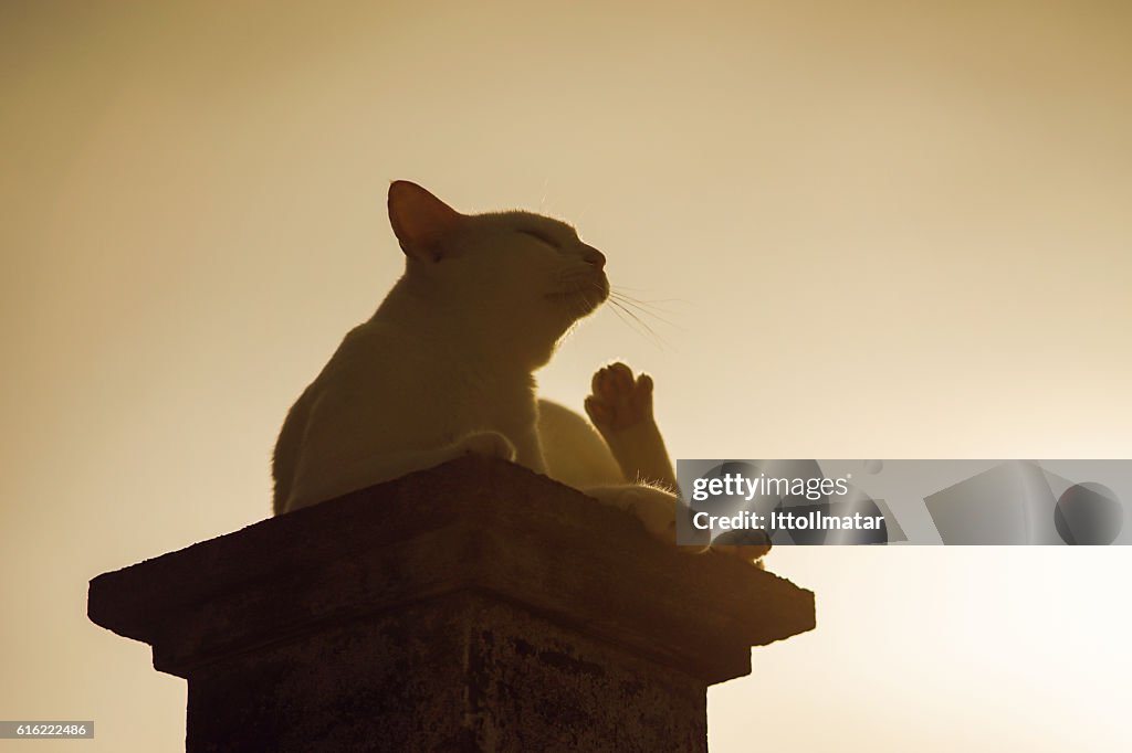 Silhouette thai cat sitting on pillar with sunset light