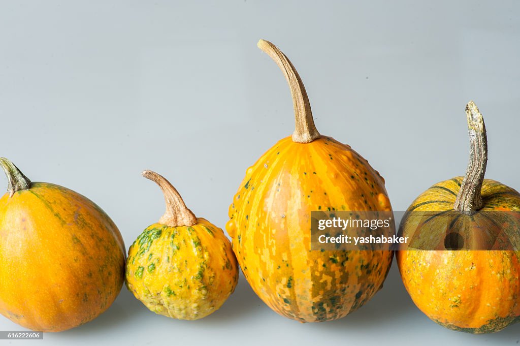 Row of four various organic gourds of decorative pumpkins