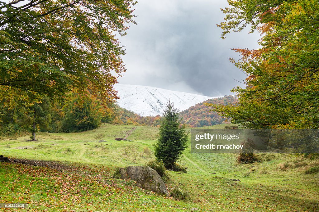 Autumn landscape. Large meadow with trees on both sides