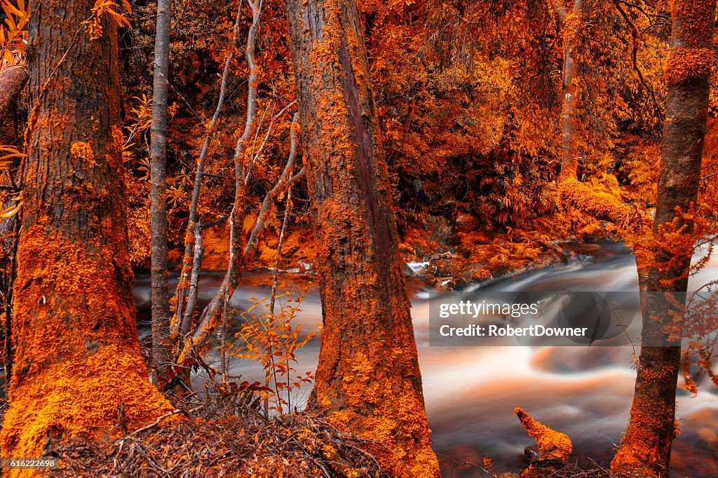 Newell Creek in Tasmanien