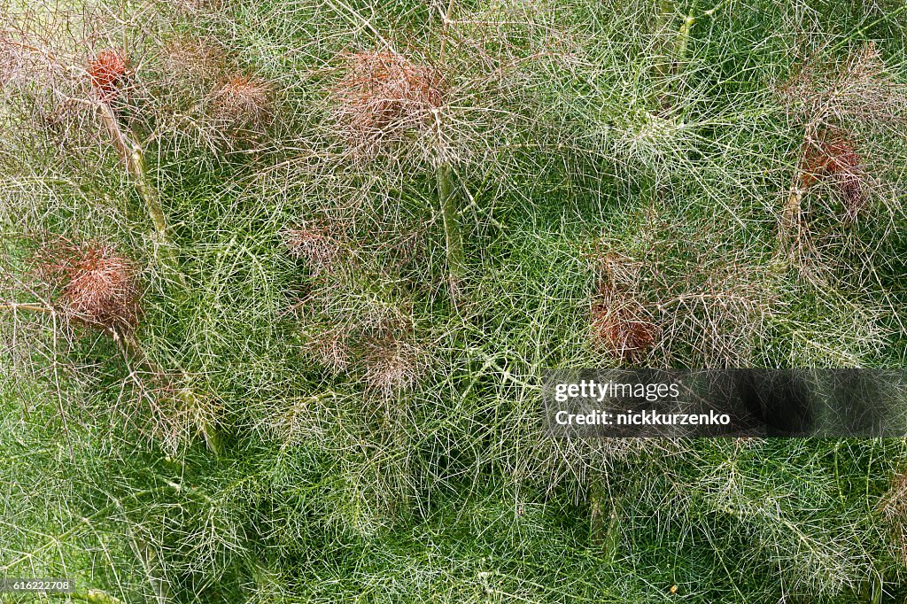 Smokey Fenchel