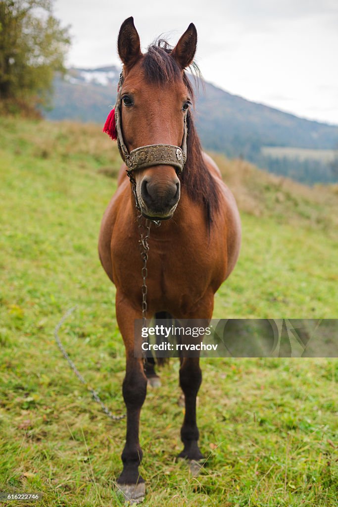 Horse in a pasture in the mountains