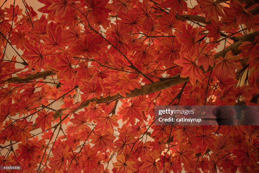 Background of Asian red maple leaves