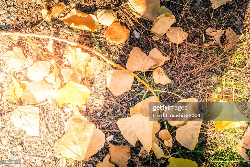 Autumn yellow leaves in the middle of the moss